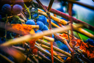 purple-blue grapes, grapes growing in the garden, grape harvest, grape wine, close-up view, blurred green leaves in the background
