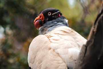 Portrait of a condor in the forest