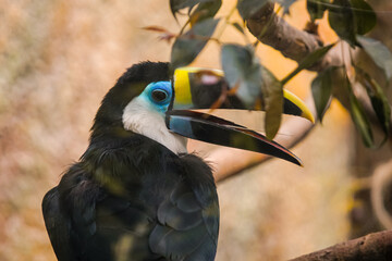 Tropical parrot with black, withe, yellow and blue colours, with a large beak