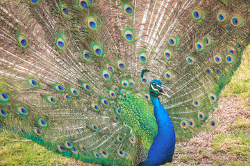 Naklejka premium Regal peacock unveils its extensive and colourful plumage