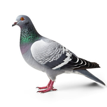 A pigeon on transparency background PNG