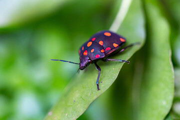 Pachycoris torridus ou percevejo do pinhão bravo é um percevejo da família Scutelleridae