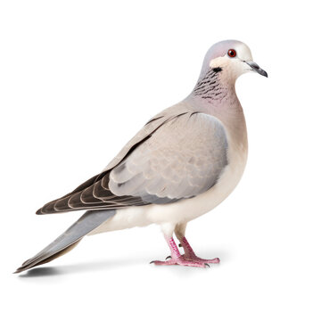 Dove isolated on transparency background PNG