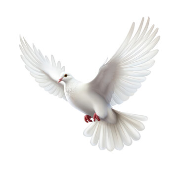 Full size dove on transparency background PNG