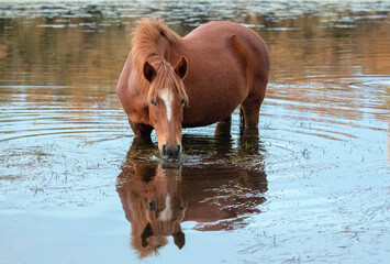 Rusty brown bay wild horse stallion grazing on eel grass in the Salt River near Phoenix Arizona...