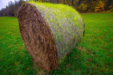 Round straw bales rolled in the field, spring scenery, green grass, bales covered with grass