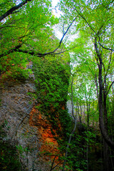 Peculiar scenery from Eremo di Soffiano near Sarnano in the Sibillini Mountains, a rounded craggy rockface covered by green vegetation, tall dark trunks with delicate foliage and crowns, fall colors