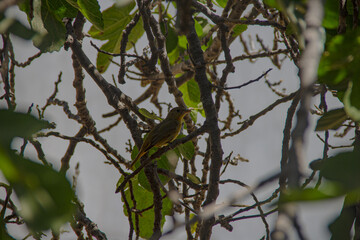 Camouflaged bird among the leaves of the trees 