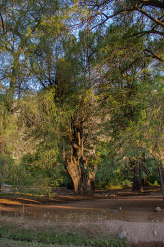 Wild ahuehuete tree by the river bank 