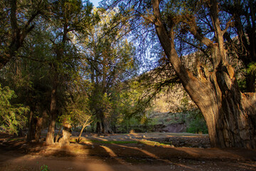 path through the forest with orange rays of light 