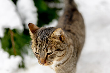 Cat on a winter walk
