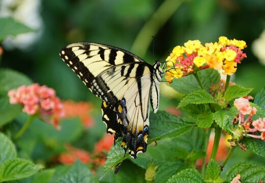 Close up of the Eastern swallowtail butterfly on the yellow Lantana flowers