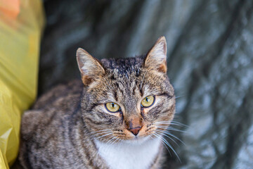 cat looking ahead, close-up view
