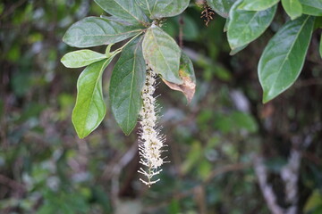 Macadamia ternifolia (small fruited Queensland nut, gympie nut) flower. skin care, anti-aging treatments, nail care, and aromatherapy.