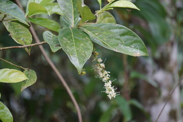 Macadamia ternifolia (small fruited Queensland nut, gympie nut) flower. skin care, anti-aging treatments, nail care, and aromatherapy.