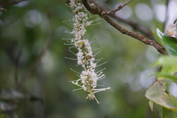 Macadamia ternifolia (small fruited Queensland nut, gympie nut) flower. skin care, anti-aging treatments, nail care, and aromatherapy.