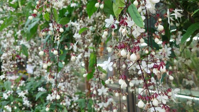 White flower Clerodendrum for sale at Mong Kok flower market, Hong Kong, China