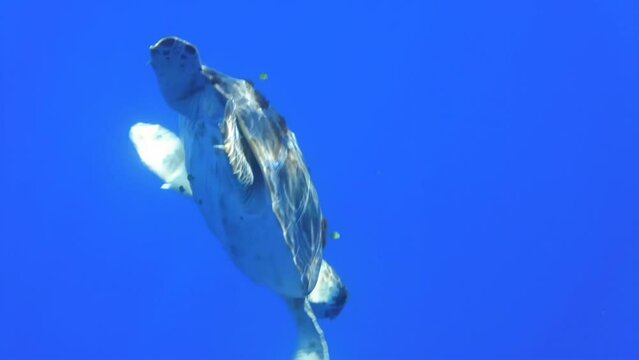 Linosa sea turtle swimming in the deep ocean