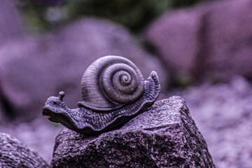 snail on stone close-up of a small snail on a stone, close-up of a snail resting on the smooth surface of stones

