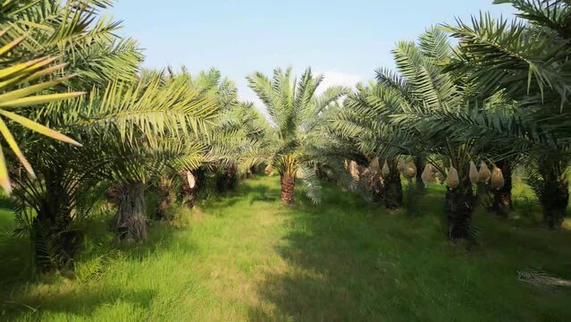 A date palm garden with hundreds of date palm trees captured in an aerial shot.