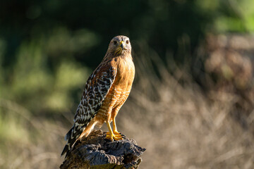 Red-shouldered Hawk sitting on a stump in Pinnacles National Park, California.