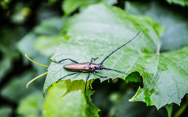 an insect sitting on a green grape leaf , worm on a leaf
