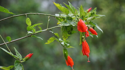 Malvaviscus (Turk's cap mallow, wax mallow, sleeping hibiscus, mazapan). This plant is used mostly for wounds, fever, hypertension, sore throat, bronchitis, gastritis, and liver problems