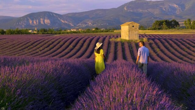 Provence Lavender field at sunset, Valensole Plateau Provence France blooming lavender fields in Europe, a couple of men and woman walking in a lavender field at sunset