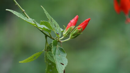 Malvaviscus (Turk's cap mallow, wax mallow, sleeping hibiscus, mazapan). This plant is used mostly for wounds, fever, hypertension, sore throat, bronchitis, gastritis, and liver problems