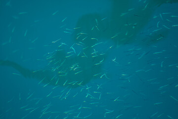 Ecological mediterranean sea in Croatia, blue clear sea, fish in sea