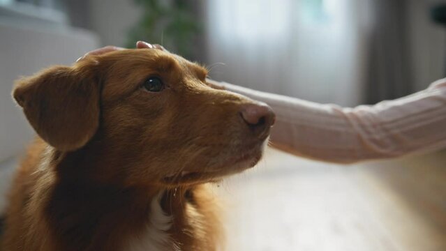 Happy woman adore dog caressing fluffy wool at home close up. Pet enjoying love
