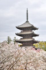Fototapeta na wymiar 仁和寺の御室桜と五重塔