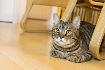 上目遣いで考えるような表情をする猫