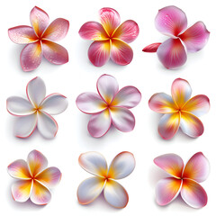 Fototapeta premium frangipani plumeria flower on white background