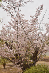 Fototapeta premium 仁和寺の御室桜