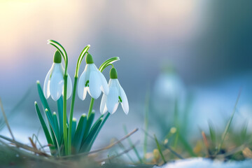 First spring flowers, wild snowdrops in the forest. Background with selective focus and copy space