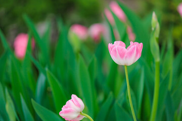 Flowers in a flower bed tulips. Greening the urban environment. Background with selective focus