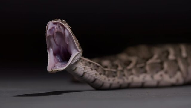 Puff adder opening its mouth to yawn after eating nature documentary