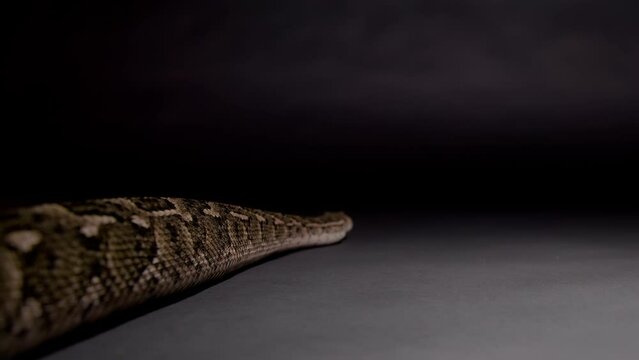 Puff adder slithering away from camera nature documentary