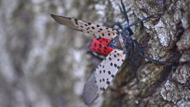 colorful spotted lanternfly insect crawling on tree bark

