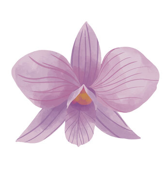 purple orchid isolated on white. watercolor flower of orchid hand drawn