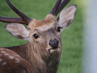 エゾシカの顔