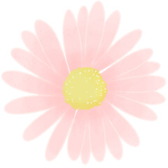 pink daisy flower summer plant garden 