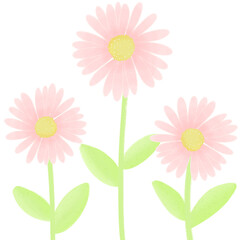 Three pink daisy flowers summer plant garden 