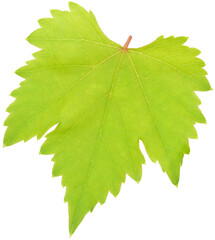 green grape leaf cutout