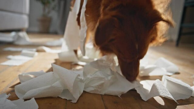 Puppy biting toilet paper at apartment closeup. Fluffy dog chewing white napkins