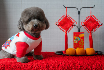 Adorable black poodle dog wearing chinese new year cloth with hanging pendant, red envelope or ang pao(words mean dragon and good luck) and oranges on red cloth floor.