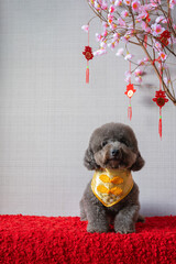 Adorable black poodle dog wearing chinese new year collar with hanging pendant (word mean blessing) with pink cherry blossom on red cloth floor.