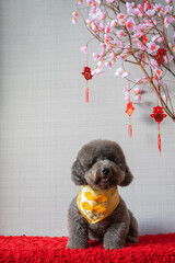 Adorable black poodle dog wearing chinese new year collar with hanging pendant (word mean blessing) with pink cherry blossom on red cloth floor.