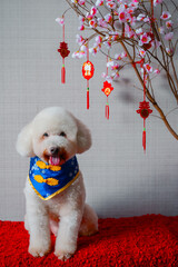Adorable white poodle dog wearing chinese new year collar with hanging pendant (word mean blessing) with pink cherry blossom on red cloth floor.